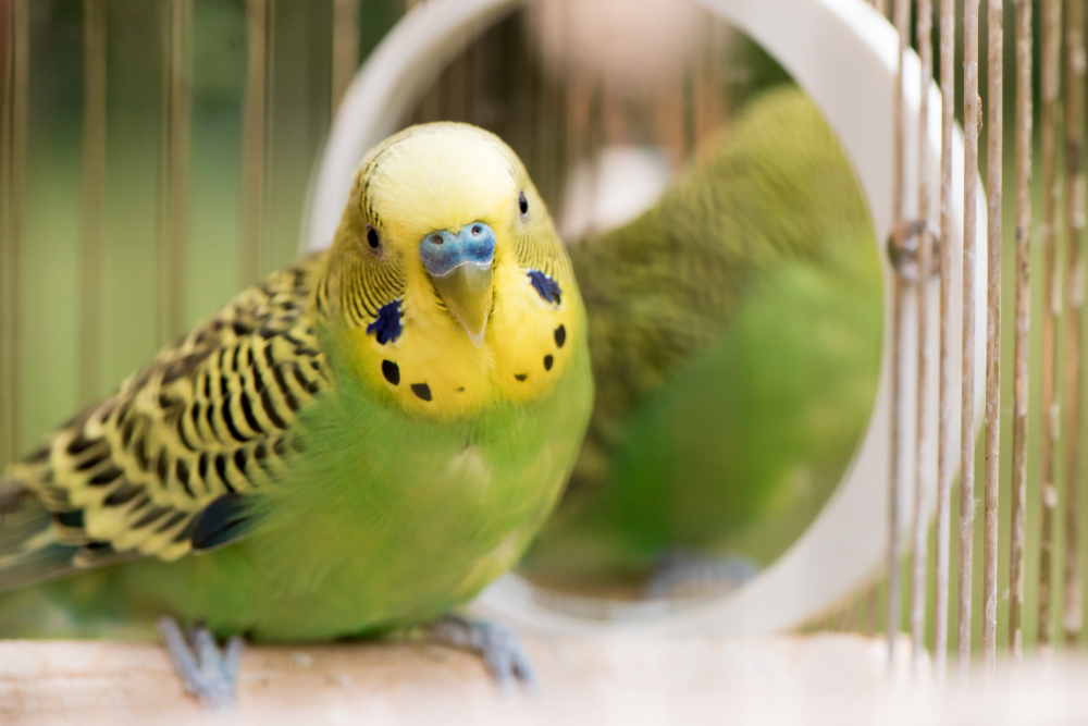 初心者がペットとして飼いやすい鳥の種類とは？